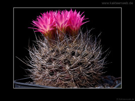 Neoporteria nidus var. gerocephala