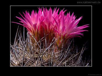 Neoporteria nidus var. gerocephala