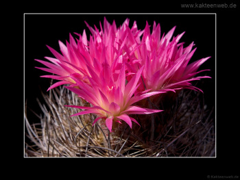 Neoporteria nidus var. gerocephala