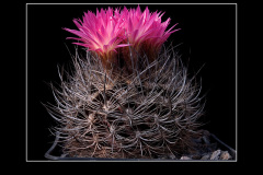 Neoporteria nidus var. gerocephala