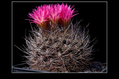 Neoporteria nidus var. gerocephala