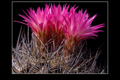 Neoporteria nidus var. gerocephala