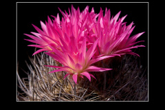 Neoporteria nidus var. gerocephala