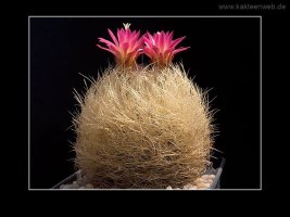 Neoporteria nidus