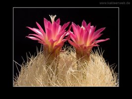 Neoporteria nidus