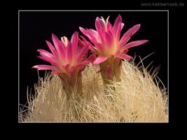 Neoporteria nidus