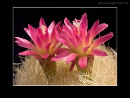 Neoporteria nidus