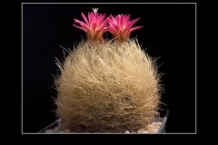Neoporteria nidus
