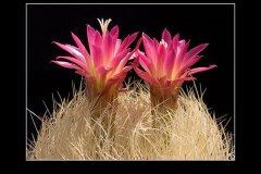 Neoporteria nidus