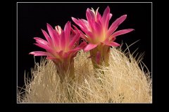 Neoporteria nidus