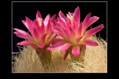 Neoporteria nidus