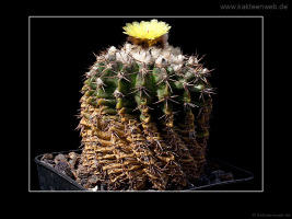 Notocactus erinaceus