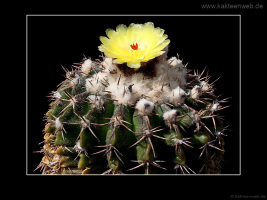 Notocactus erinaceus