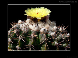 Notocactus erinaceus