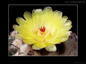 Notocactus erinaceus