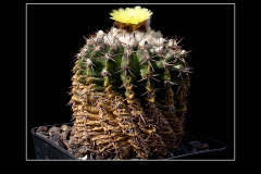 Notocactus erinaceus