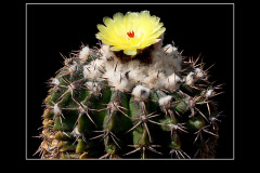 Notocactus erinaceus