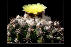 Notocactus erinaceus