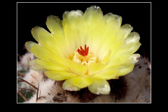 Notocactus erinaceus