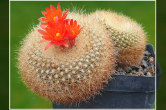 Notocactus haselbergii