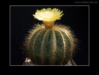 Notocactus magnificus