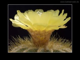 Notocactus magnificus