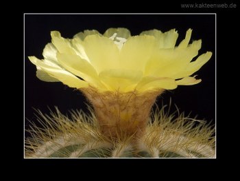 Notocactus magnificus