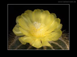 Notocactus magnificus