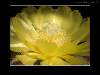 Notocactus magnificus