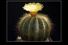 Notocactus magnificus