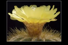 Notocactus magnificus