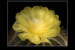 Notocactus magnificus