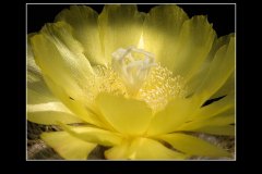 Notocactus magnificus