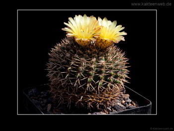 Notocactus mammulosus