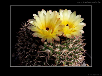 Notocactus mammulosus