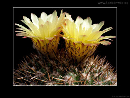 Notocactus mammulosus