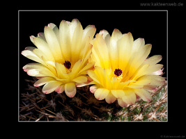 Notocactus mammulosus