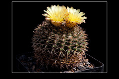 Notocactus mammulosus