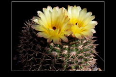 Notocactus mammulosus