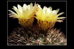 Notocactus mammulosus