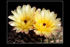 Notocactus mammulosus
