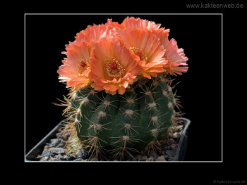 Notocactus ottonis cv. Venclu