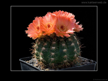 Notocactus ottonis cv. Venclu