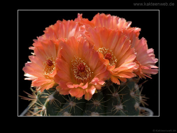 Notocactus ottonis cv. Venclu