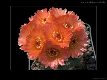 Notocactus ottonis cv. Venclu