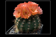 Notocactus ottonis cv. Venclu