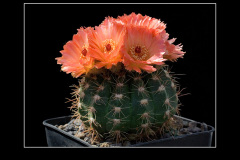 Notocactus ottonis cv. Venclu