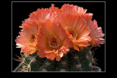 Notocactus ottonis cv. Venclu