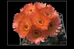 Notocactus ottonis cv. Venclu