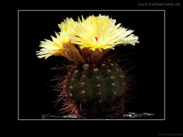 Notocactus ottonis
